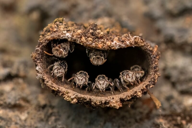 Close-up of several small bees clustered at the entrance of a tube-shaped nest made of soil or plant material, with a blurred natural background.