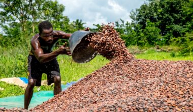 Ivory Coast considers cocoa price cut like Ghana as global market slump deepens