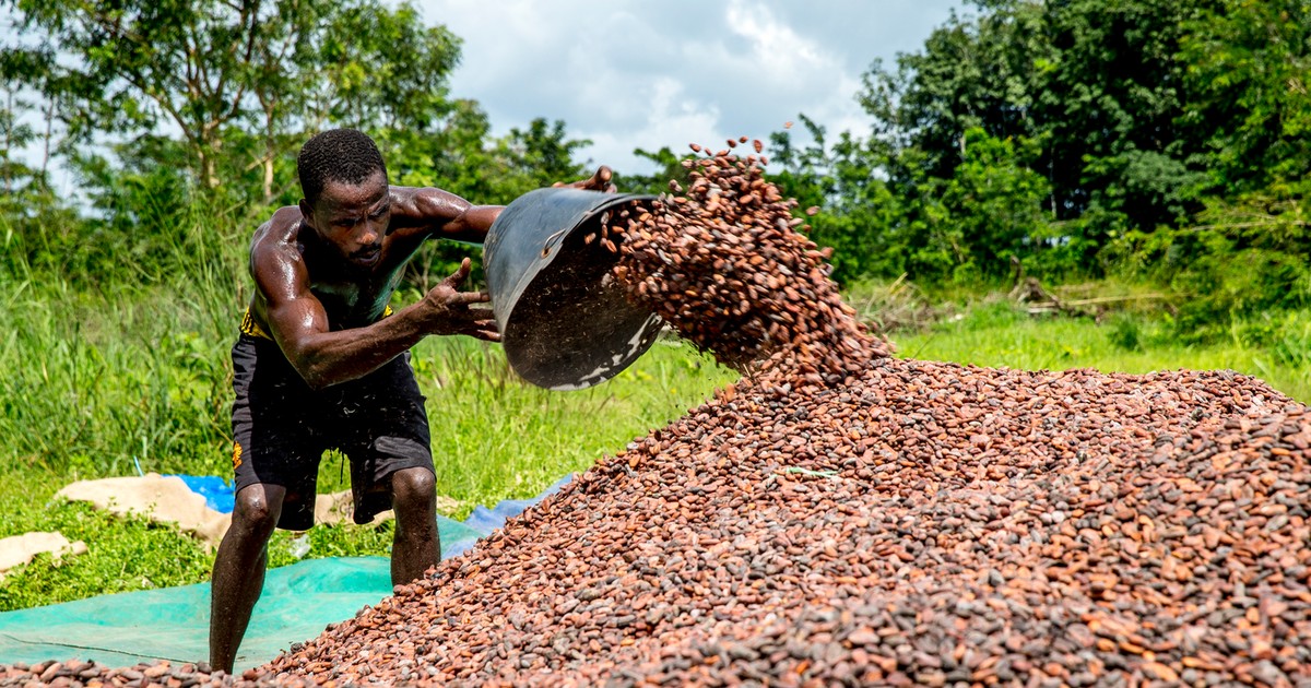 Ivory Coast considers cocoa price cut like Ghana as global market slump deepens