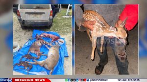 Pregnant Deer with Twins Killed: “This Is Why We Close Seasons”