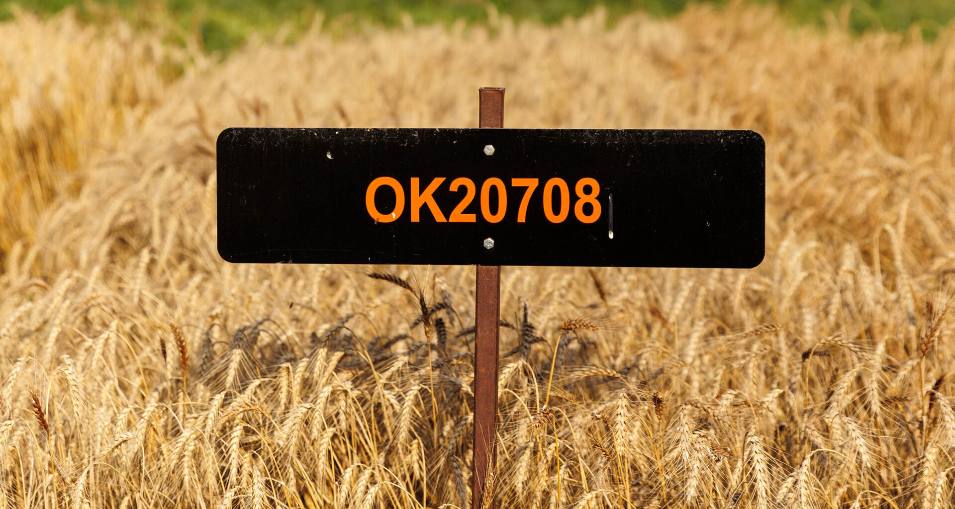 A black field plot sign labeled “OK20708” stands amid a mature wheat field, identifying a specific research or crop variety location.