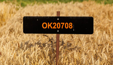 A black field plot sign labeled “OK20708” stands amid a mature wheat field, identifying a specific research or crop variety location.