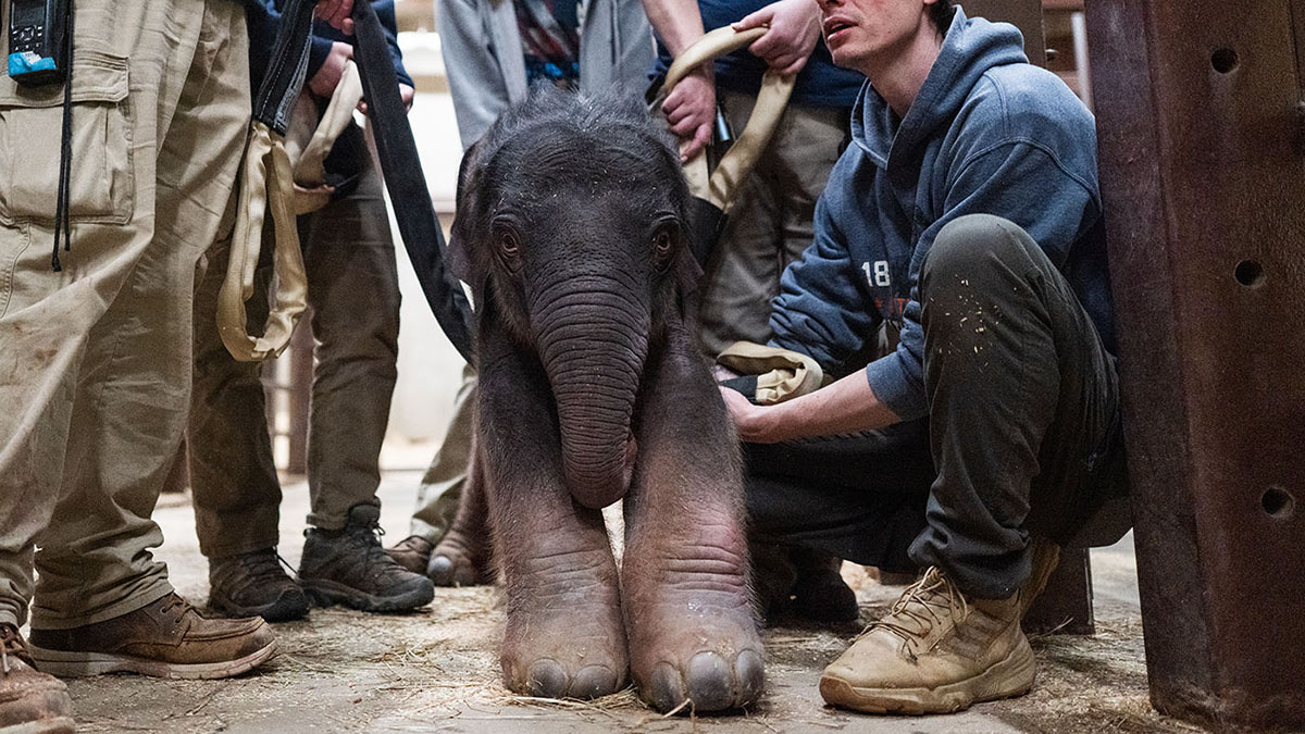 Baby elephant born at National Zoo, 1st in 25 years – NBC4 Washington