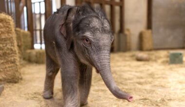 See the first baby elephant born at Smithsonian’s National Zoo in nearly 25 years