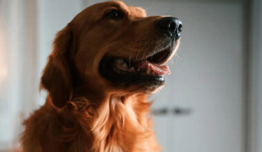 Yahoo lifestyle home