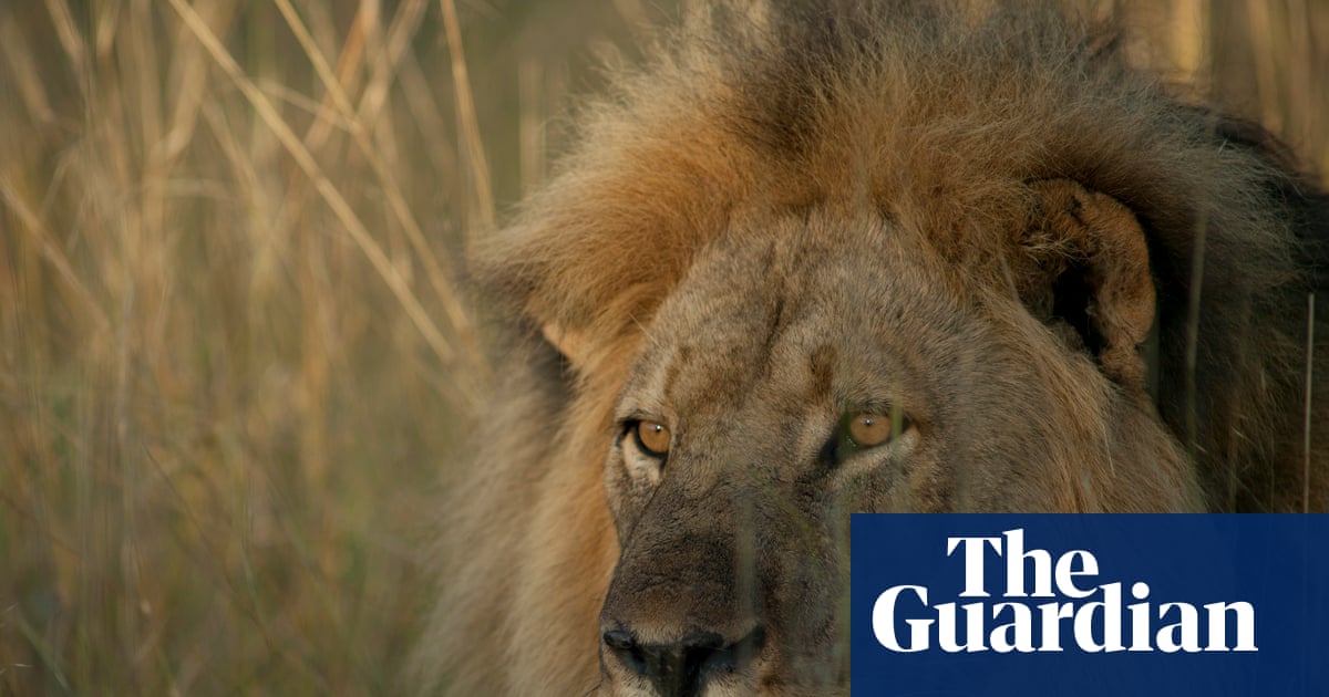TV tonight: Cecil the lion who was killed by a trophy hunter | Television