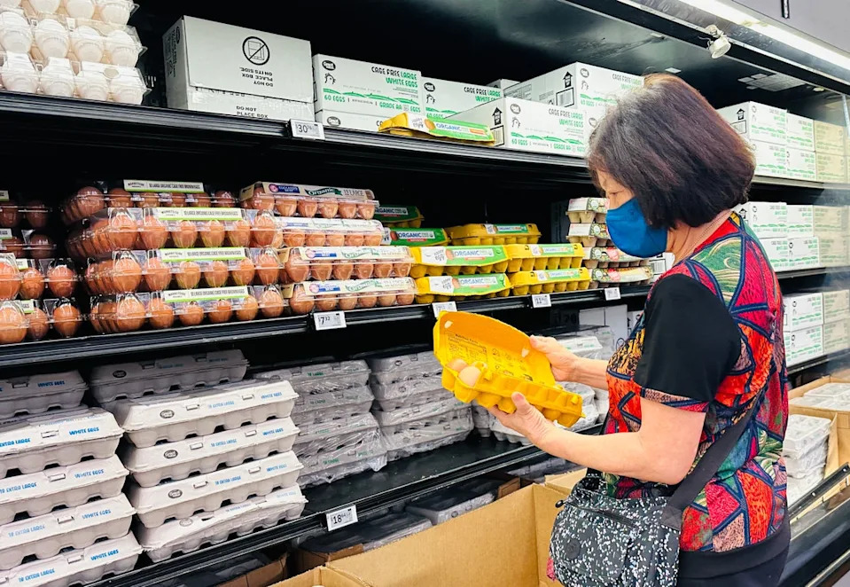 Bird flu is infecting millions of commercial egg-laying birds and dozens of wild birds in states around the country. The infections are sparking fears about egg prices rising again after a calm winter (AFP via Getty Images)