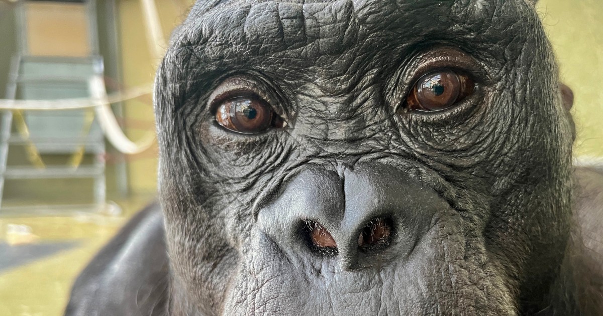 Bonobos can imagine and pretend, study finds by staging a tea party