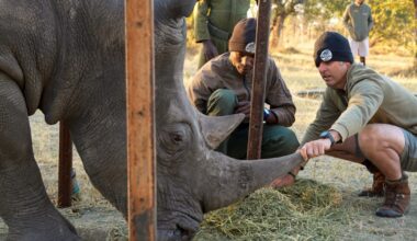 'Ridiculous' plan developed at Florida zoo saves wild rhino's eyesight in Africa