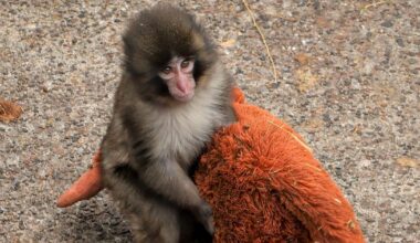 Punch the monkey, initially an outcast, finds some friends (and the internet's support)