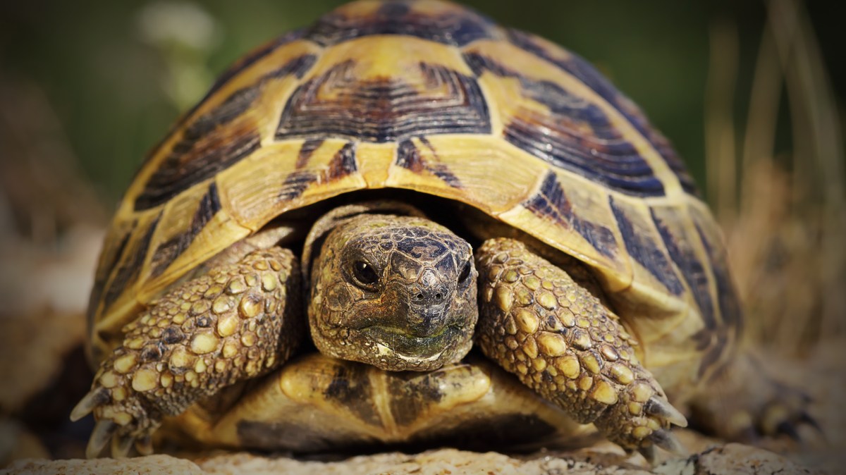 Why female tortoises are being driven to their deaths off cliffs