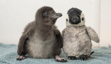 Comforting a lonely penguin — and other news in pictures