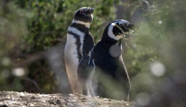 the bloody land grab in Patagonia