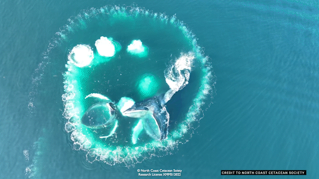 How clever whales school others on catching lunch