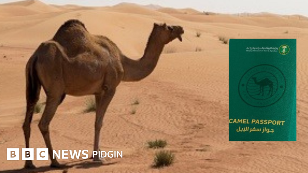 Saudi Arabia launch passport for camels