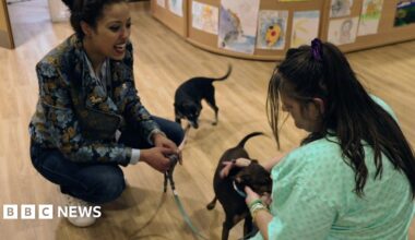 two women crouched down with the female patient wearing green hospital gown, petting a small brown dog, another dog is on a lead in the background and the second woman, wearing a floral biker jacket is holding leads for both animals. They are in a hospital reception area, with wooden floorings.