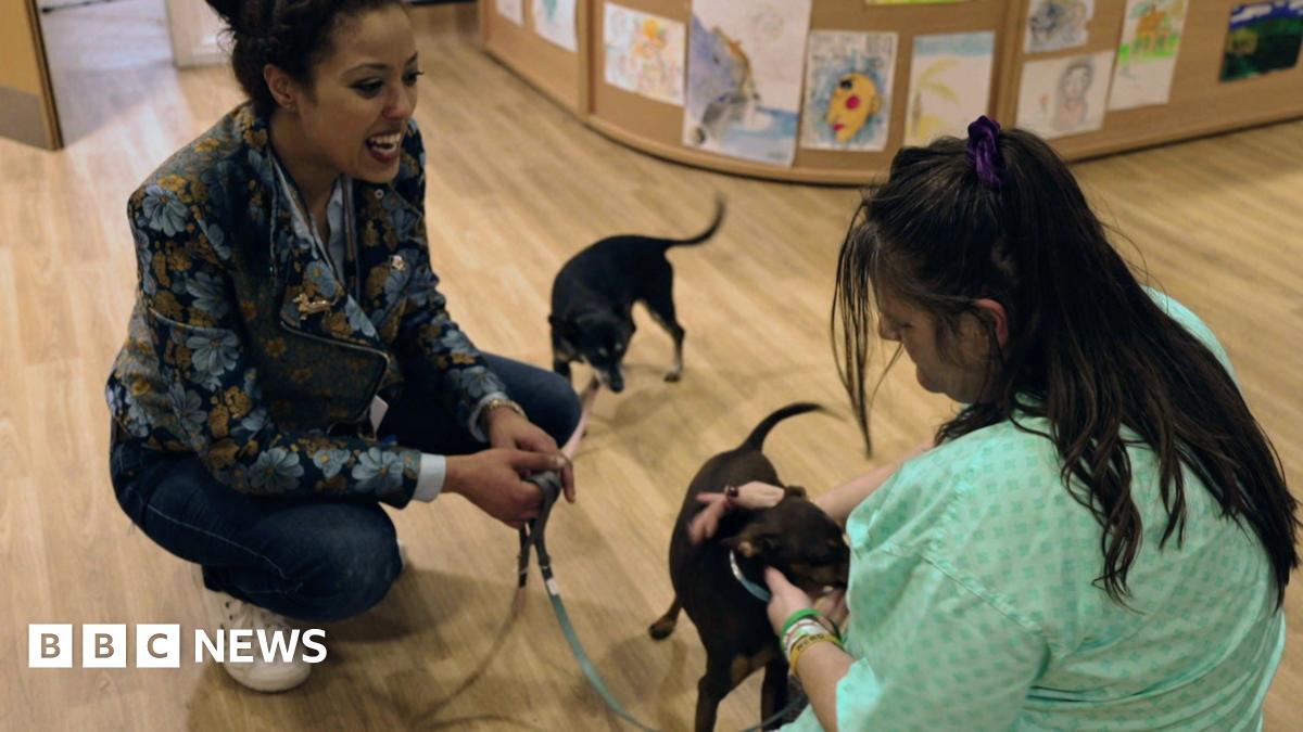 two women crouched down with the female patient wearing green hospital gown, petting a small brown dog, another dog is on a lead in the background and the second woman, wearing a floral biker jacket is holding leads for both animals. They are in a hospital reception area, with wooden floorings.