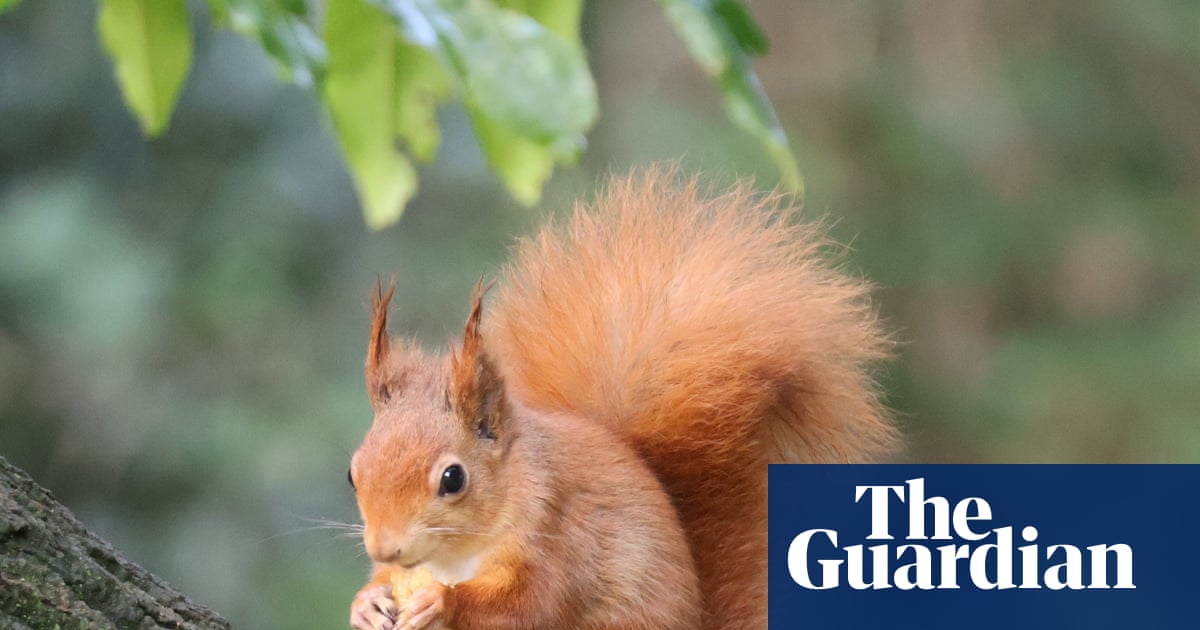 We want to protect red squirrels – so why don’t we protect their habitats? | Wildlife