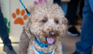 'Affectionate' Goldendoodle Allegedly Abandoned At Airport Now In Custody Of Officer Who Helped Rescue Him