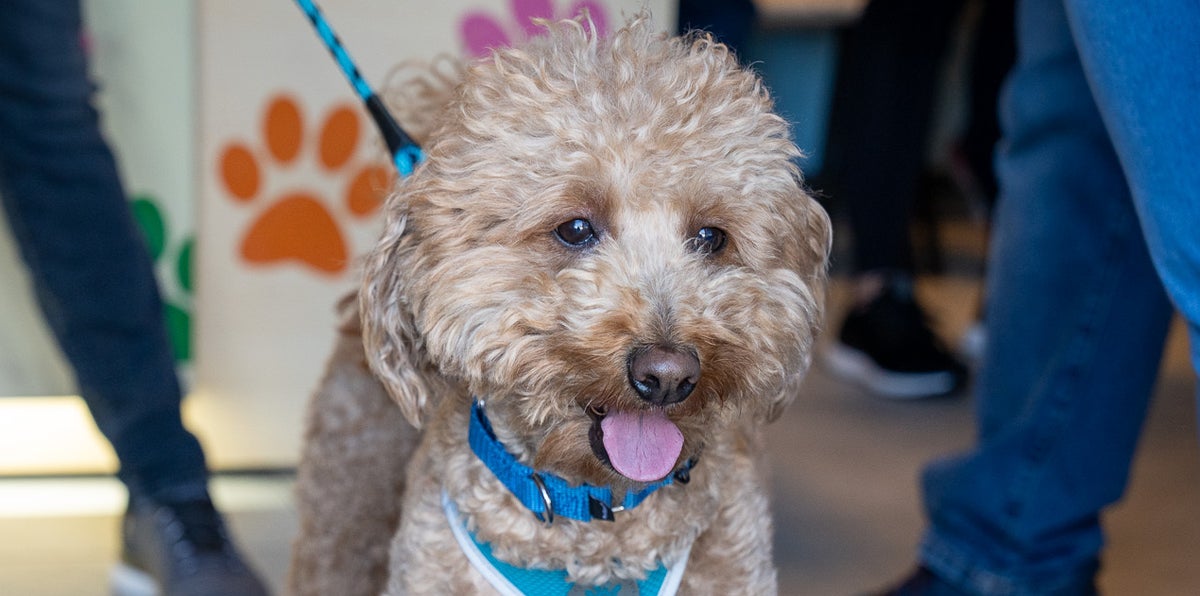 'Affectionate' Goldendoodle Allegedly Abandoned At Airport Now In Custody Of Officer Who Helped Rescue Him