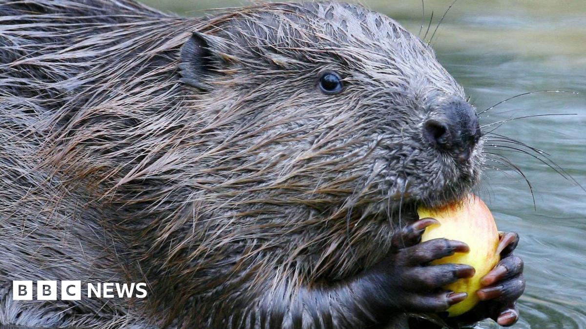 Gloucestershire wildlife plan supports beavers, bats and dormice
