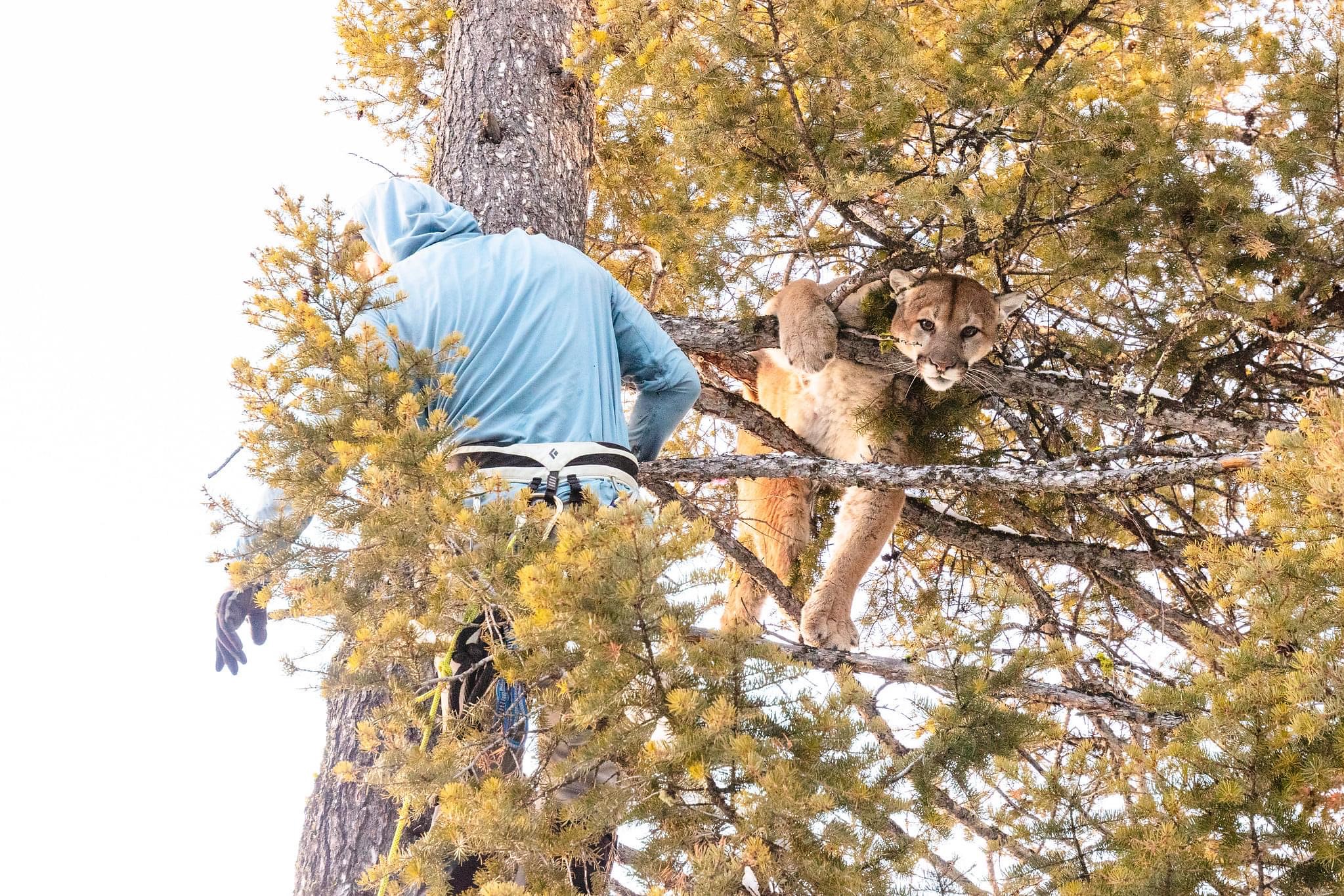 a man and a cougar up a tree