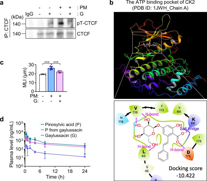 Stilbenoid gaylussacin modulates particulate matter-induced chromatin remodeling in macrophages to suppress chronic obstructive pulmonary disease