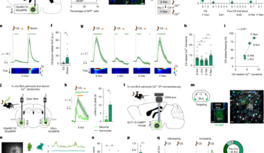Astrocytes enable amygdala neural representations supporting memory
