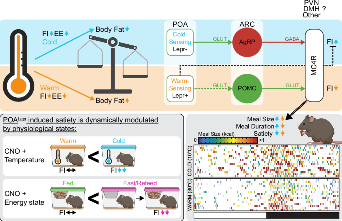 Obesogenic effects of warm temperature involve feeding adaptation by preoptic area leptin receptor neurons