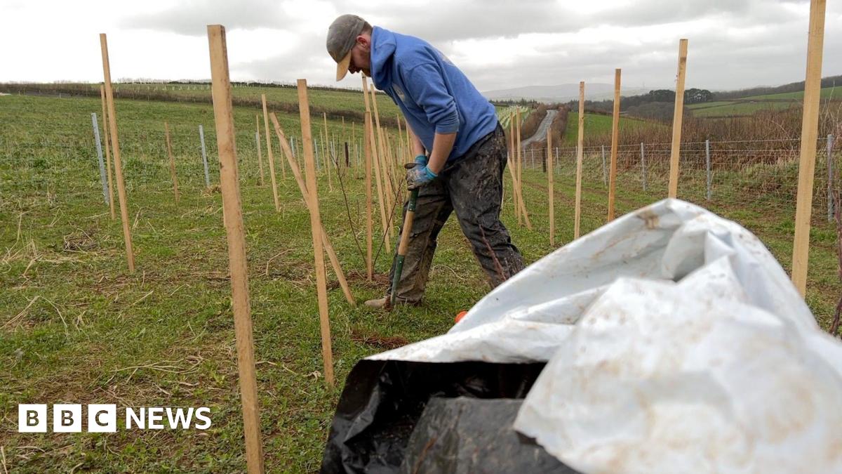 A person working outdoors in a field on a cloudy day. The person is wearing a blue hoodie, a cap and gloves, and is using a tool to dig into the soil. Wooden stakes stand in rows around them, marking out young plants or newly planted saplings. The ground looks muddy and the person’s trousers are dirty from the work. In the foreground, an open white-and-black plastic bag sits crumpled, partly blocking the lower right corner of the frame. The landscape behind the worker stretches into rolling green hills with fencing running along the field’s edge.