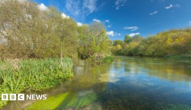 The River Itchen with a reflective shine on a sunny day. The trees flanking the river are brown with green leaves and some green moss can be seen in the foreground of the image.