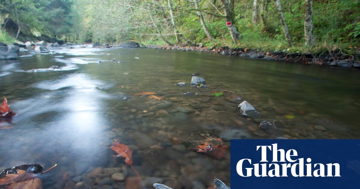 Is tyre pollution causing mass deaths in vulnerable salmon populations? | Pollution