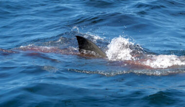 Yahoo lifestyle home