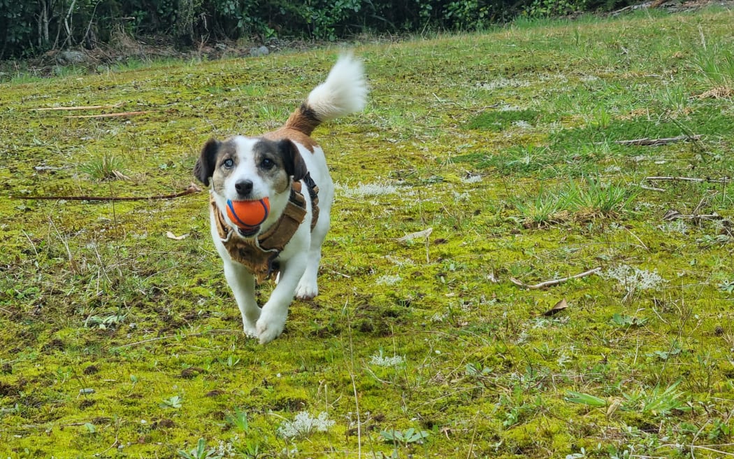 Baxter gets a treat after every find of ship rat bedding. He gets his final reward - playing with his ball - when he is off-duty.