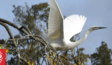Our Changing World: Predator Free South Westland nears eradication goal