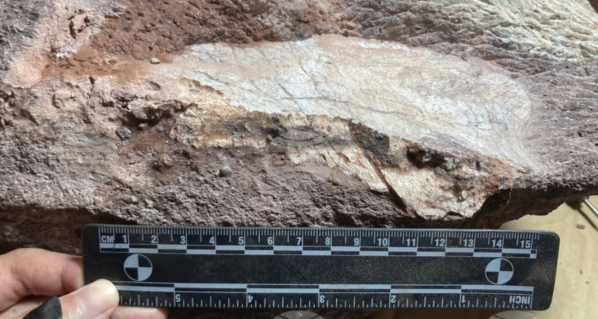 Organic molecules surprisingly found in a 500-million-year-old fossil