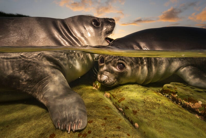 Two young elephant seals rest on mossy rocks at the water’s edge, with one seal's head above water and the other partially submerged; the sky is lit by a colorful sunset.