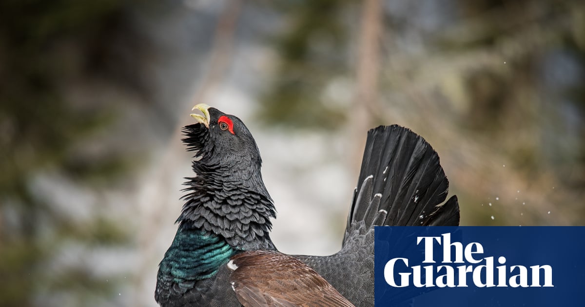 ‘We are hopeful’: small signs of recovery for Scotland’s rare capercaillie bird | Endangered species