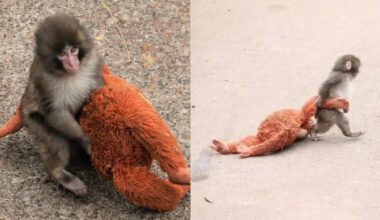 Punch the Monkey Is Going to Be Okay, and So Will You