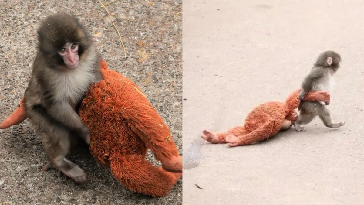 Punch the Monkey Is Going to Be Okay, and So Will You