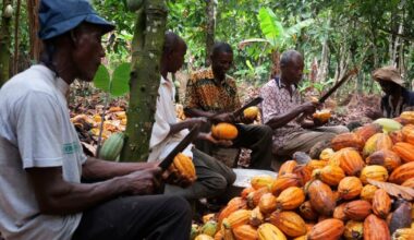 Indonesia, Ecuador and Nigeria on standby to replace Ghana as world’s second-largest cocoa producer