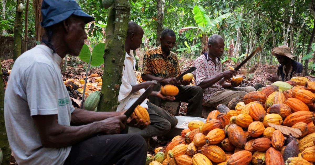 Indonesia, Ecuador and Nigeria on standby to replace Ghana as world’s second-largest cocoa producer