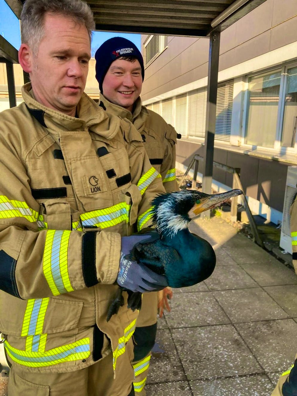 Injured cormorant pecks at emergency room door - Gallery. The fire department also regularly rescues animals in distress.