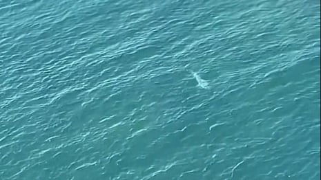 Helicopter crew sounds siren as 4.5-metre white shark spotted off Western Australia coast - video 