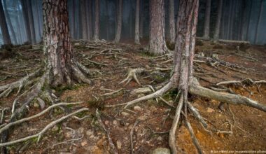 Why we're becoming disconnected from nature