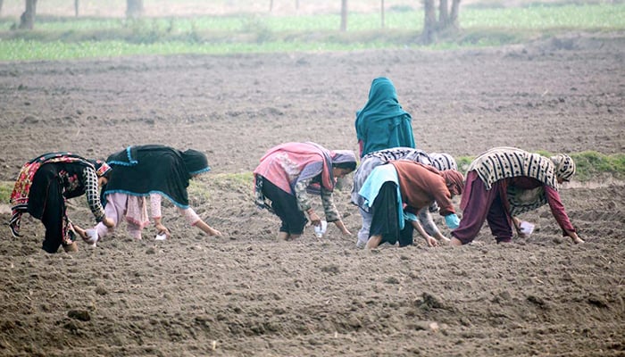 Female labourers sow maize seeds in fields in Faisalabad, on February 19, 2026. — APP