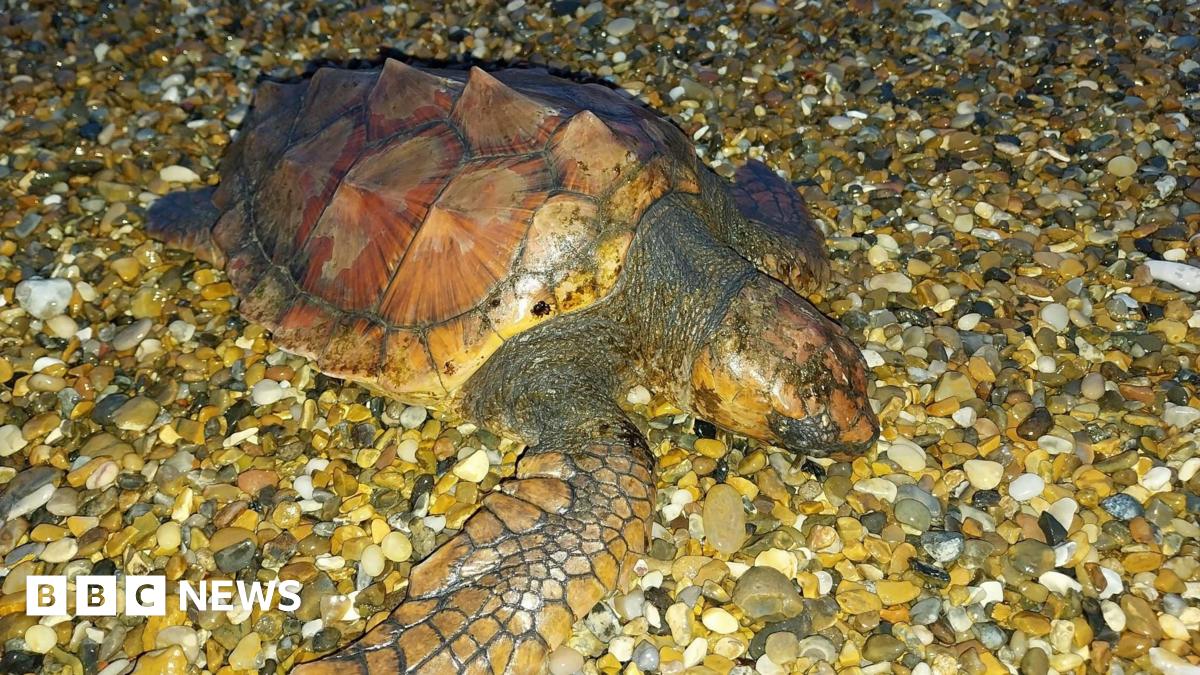 A turtle is on a pebbly beach. It has a spikey shell and one flipper is extended.