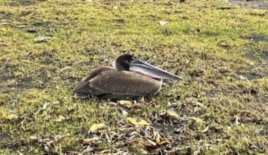 Stuck in paradise: Non-native brown pelican spotted along Hawaiʻi Island’s south shore | News