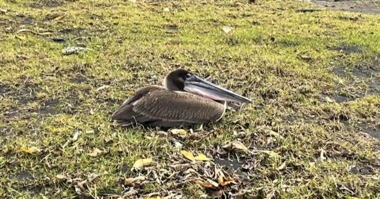 Stuck in paradise: Non-native brown pelican spotted along Hawaiʻi Island’s south shore | News