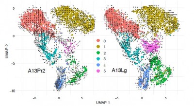 Growth of Spreading Pancreatic Cancer Fueled by 'Under-Appreciated' Epigenetic Changes